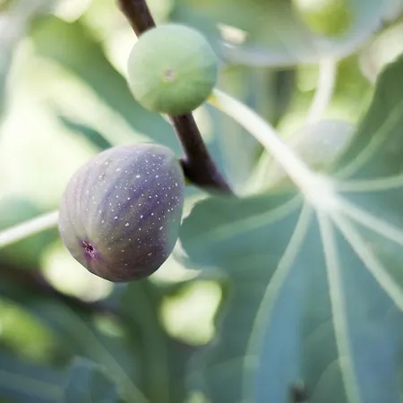 Milan Hotel Primorsko