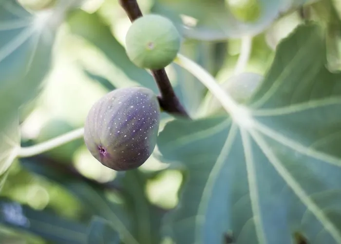 Milan فندق بريمورسكو